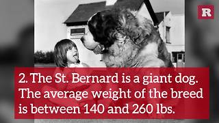 Fun and Lovable Facts on the St. Bernard | Rare Animals