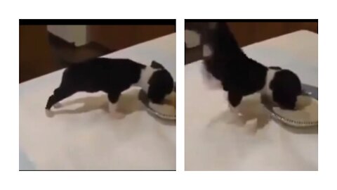 As Drinking Milk, Puppy Standing In A Weird And Hilarious Way