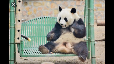 Giant panda Think it is so cute