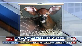 Naples Zoo bongo calf needs a name