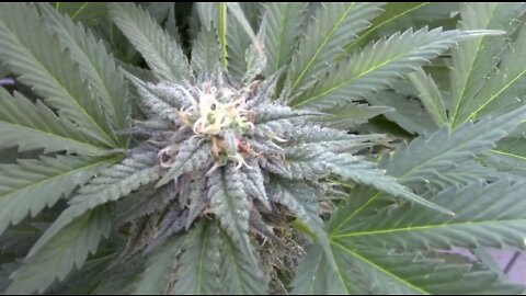 Flowering Cannabis Outdoors Sixth Week