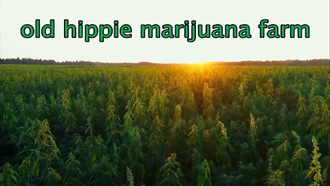 old hippie marijuana farm