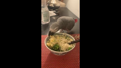 Stoic Alpha parrot Eats chicken eggs and doodles