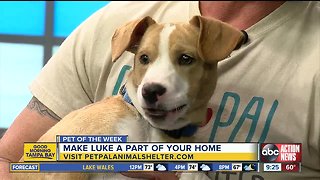 Pet of the week: Luke is a super sweet months-old hound mix who needs a family of his own