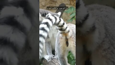 ليمور عصابة الذيل ? #shorts #Ring-tailed lemur