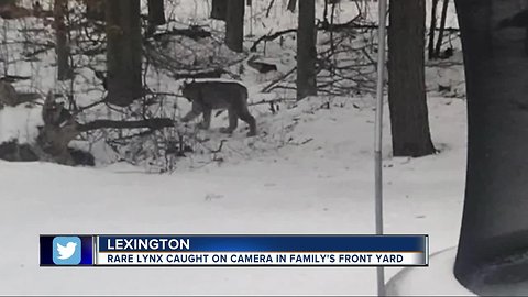 Expert says lynx don't pose threat to humans after teen records animal in front yard
