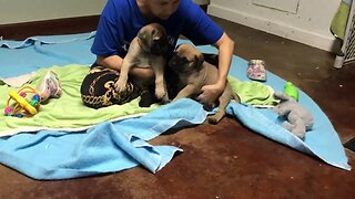 LonelyCreek puppies. Tuffy litter. 7 wks old