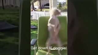 Doggie Boogie Dance: The Cutest Way To Have Fun! #shorts #dogs #funnyanimals