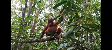 Young Orangutans in the Indonesian jungle