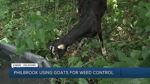 Philbrook using goats for weed control