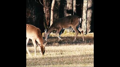 Deer in Georgia