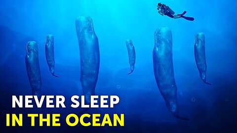 Marine Animal Facts To Keep You Awake