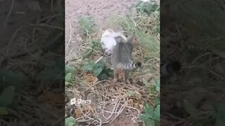 Kitten Gets Bullied 🐱 by other Cat #shorts #funny #funnycats #shortvideo #cat #catstagram #cats