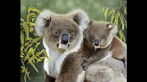 5 things about koalas - they're awesome 04