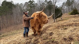 Do Highland cows make good pets