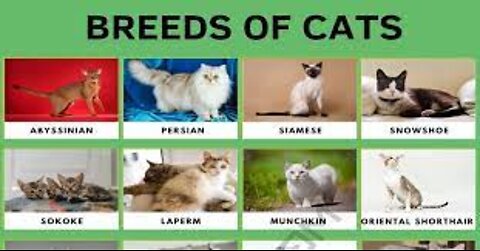 All Cat Breeds A-Z With Pictures all 98 breeds in the world