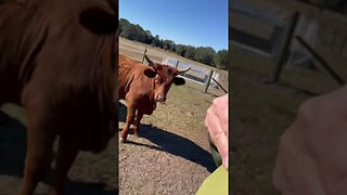 Feeding the cattle! #cattle #cattlefarm #cattleranch #cow #cowvideos #cows #shorts