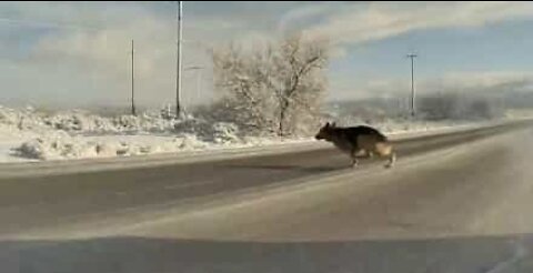 Motorista evita colisão com cão no último segundo