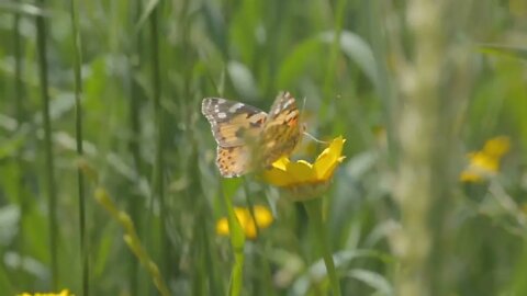 Butterfly on a flower