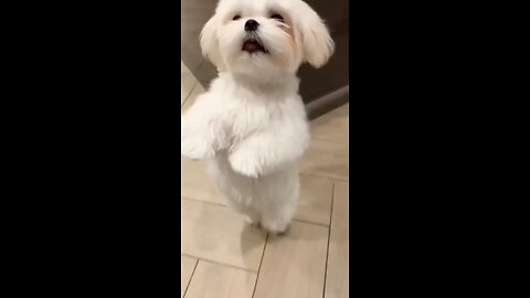 cute dog dance 🤩🤩