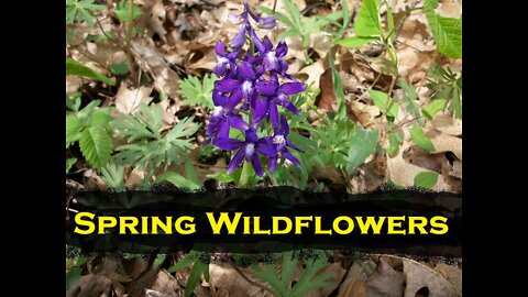 April Wildflowers, Clifty Falls State Park