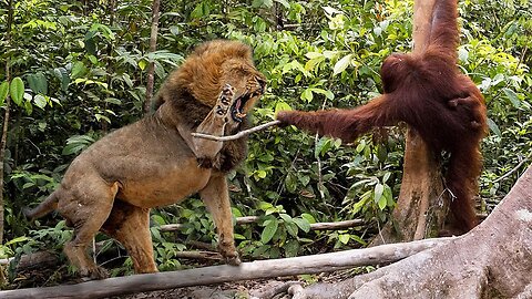 TOP 10 ANIMAL FIGHTS I JUST FOUND