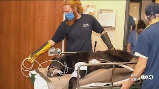 Brody the bear checks into the hospital