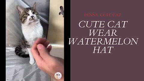 FUNNY CUTE CAT WEAR WATERMELON HAT