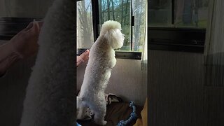 Poodle and a Doodle belonging together on the road