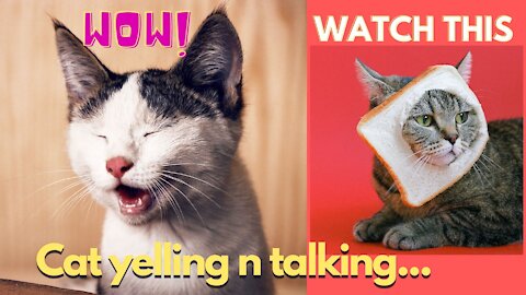 Surprisingly, Cats Talking, This cat talks english