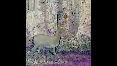 Deer in the Forest