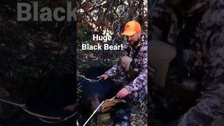 Huge Black Bear after 7 Years!