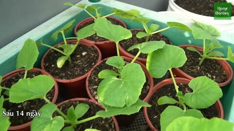 Growing Snow Leopard Melon,bear fruit all summer