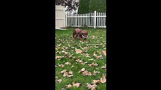 Bulldog totally confused in new dinosaur costume