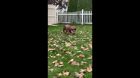 Bulldog totally confused in new dinosaur costume