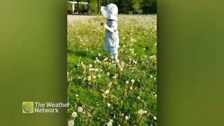 Adorable toddler stumbles through a field of dandelions