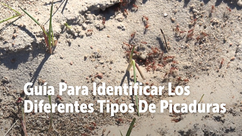 Guía Para Identificar Los Diferentes Tipos De Picaduras