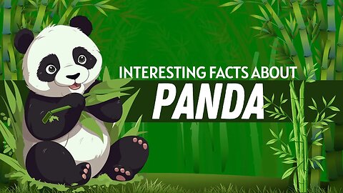 Interesting Facts About Panda | Panda Facts for Kids | Panda Facts