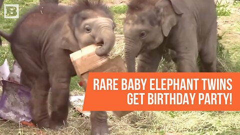 "Miracle Twins": Syracuse Zoo Celebrates First Birthday of Adorable Elephant Duo