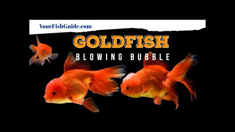 Your Goldfish Blowing Bubbles ~ W/ Reasons & Solutions | YourFishGuide.com