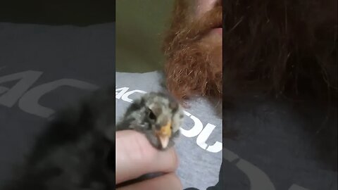 newborn chick