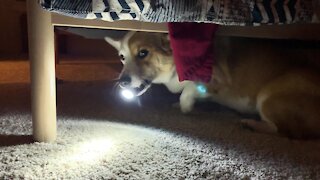 Corgi explorer walks around with a flashlight in his mouth