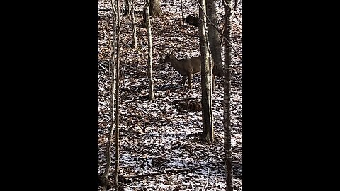 1-Shot Deer Hunting 2022 E10: Deer Season Is About To Close!! Where's The Buck?