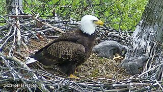 Hays Eagles Dad Watch this Fly in to the Nest Branch 41623 17:00