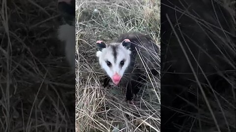 This angry possum doesn’t back down!