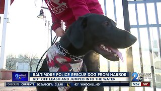 BPD officers save dog's life from freezing water at Inner Harbor