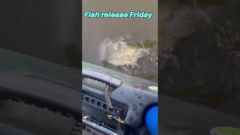 Fish release Friday #fishing #fishrelease