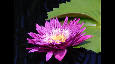 Lotus / Water Lilies &Meditation / Relaxing Music