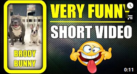 Brody and Bunny is always Funny 🤪 Dog #shorts​ Video | Harpreet SDC