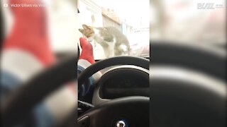 Cerca di spaventare il gatto, ma spacca il vetro dell'auto